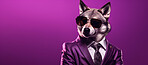 Wolf wearing glasses and suit for office style or business against a purple background