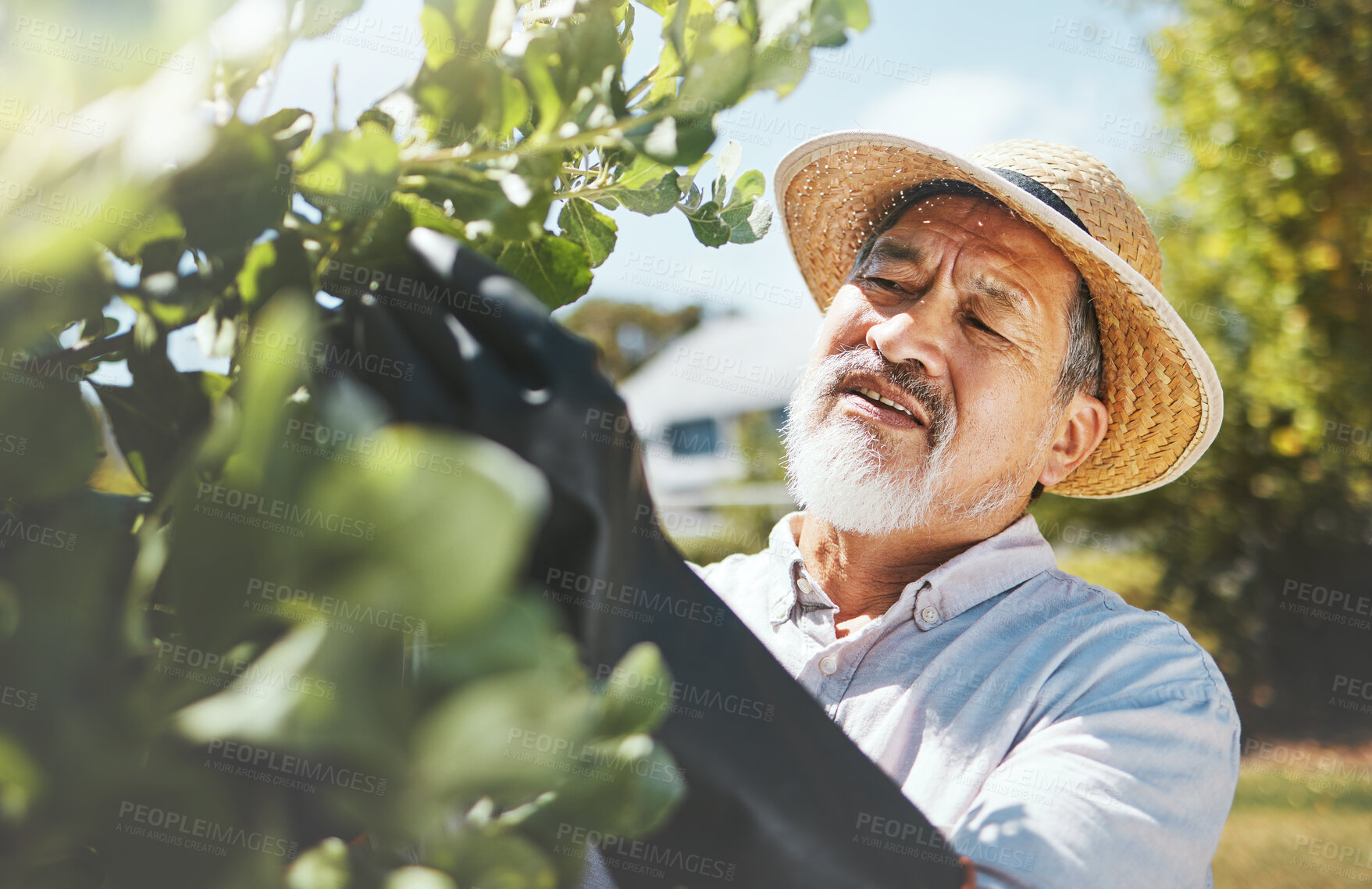 Buy stock photo Senior man, gardening and check plants with thinking, growth analysis and agriculture in summer. Mature farmer, trees and leaves with inspection for health, quality and development in countryside