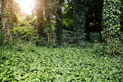 Forest landscape, leaves and trees with sunshine, summer and growth for sustainability, nature and green. Outdoor bush, woods and spring for plants in healthy environment, countryside or rainforest