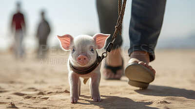 Piglet walking on a leash. Cute pet gift idea.