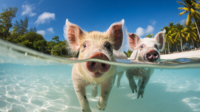 Buy stock photo Pigs swimming in ocean. Travel and tourist attraction. Good life concept