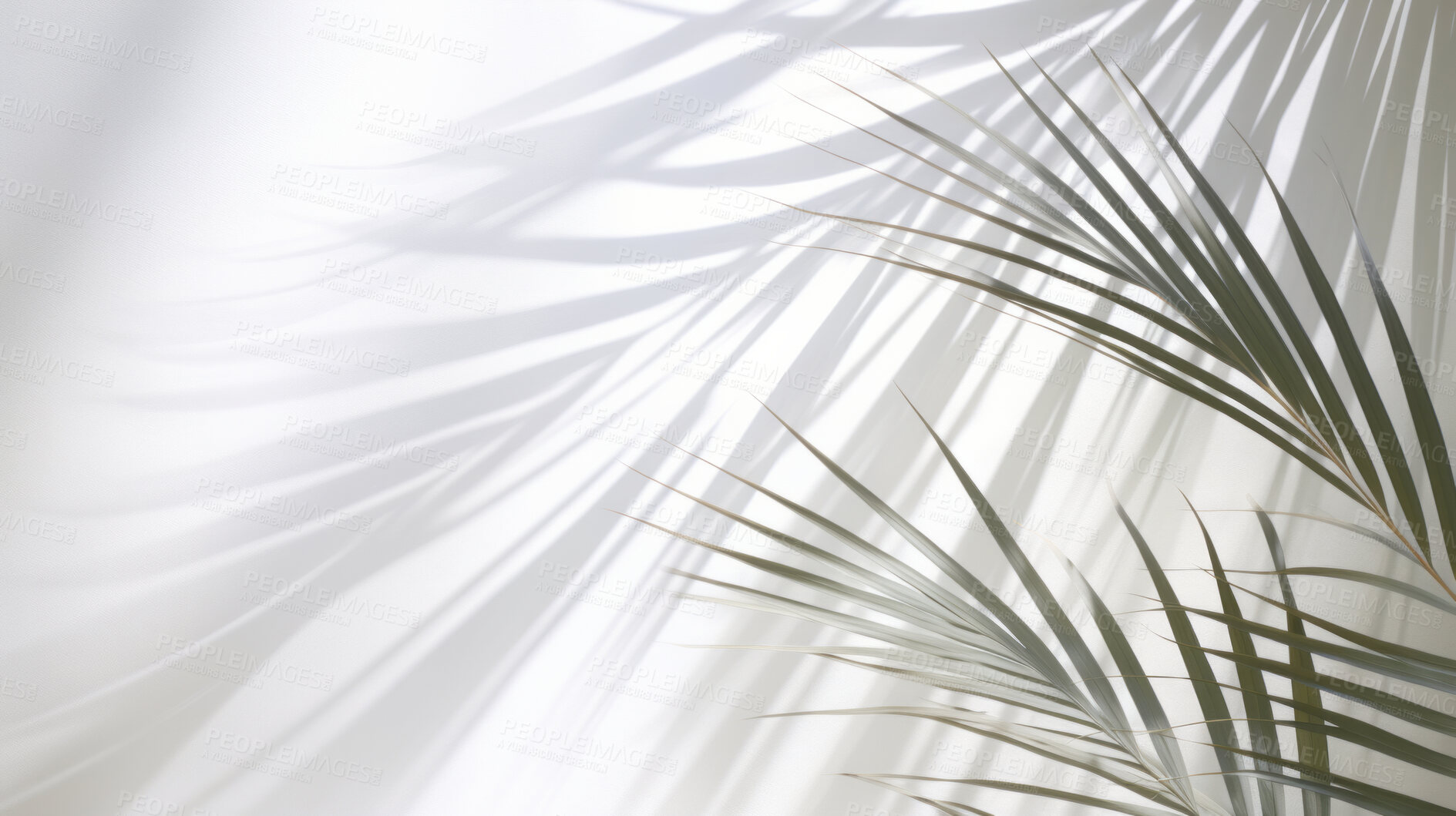 Buy stock photo White wall background with palm tree leaves and blurred shadows and copy space