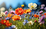 Colorful flower meadow in summer. Nature background.