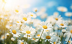 Daisy blooms in a field. Blue sky  with clouds in background.