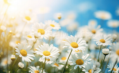 Buy stock photo Daisy blooms in a field. Blue sky  with clouds in background.