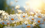 Daisy blooms in a field. Blue sky  with clouds in background.