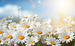 Daisy blooms in a field. Blue sky  with clouds in background.