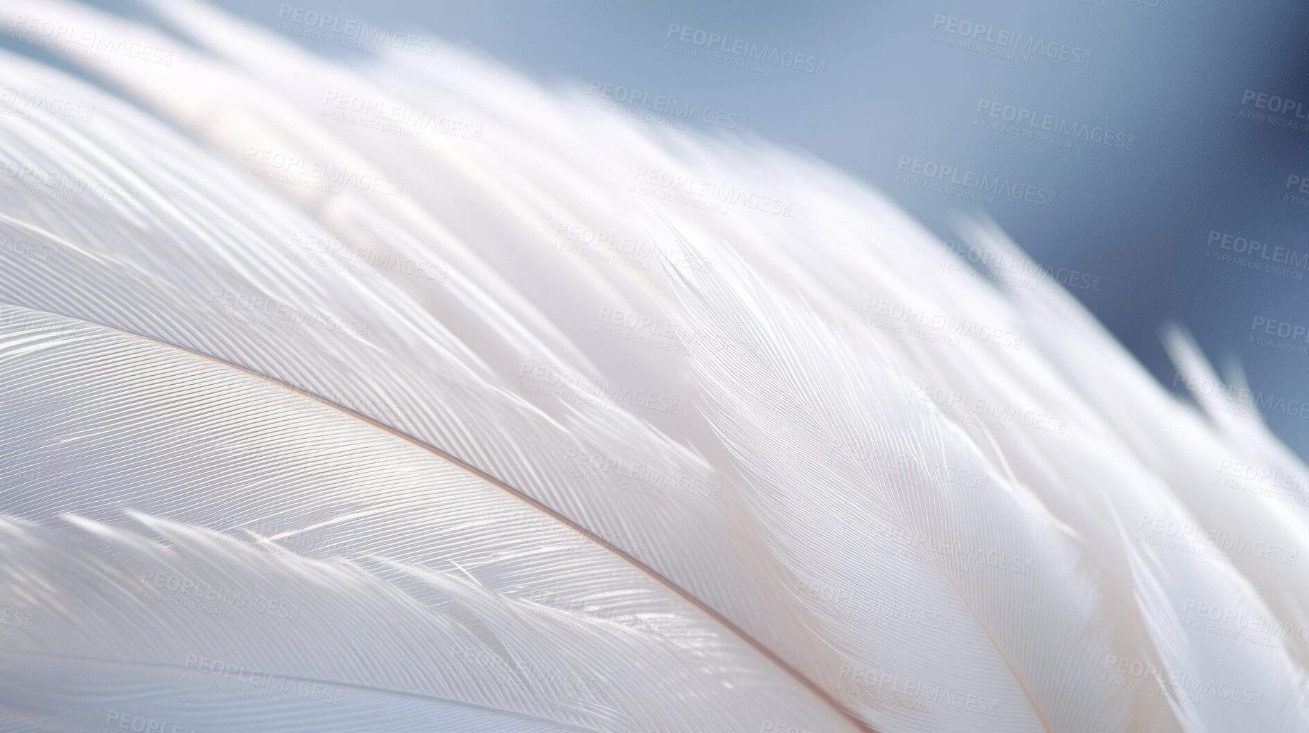 Buy stock photo Closeup white feathers creative banner. Abstract art texture detail background