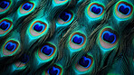 Closeup peacock feathers creative banner. Abstract art texture detail background