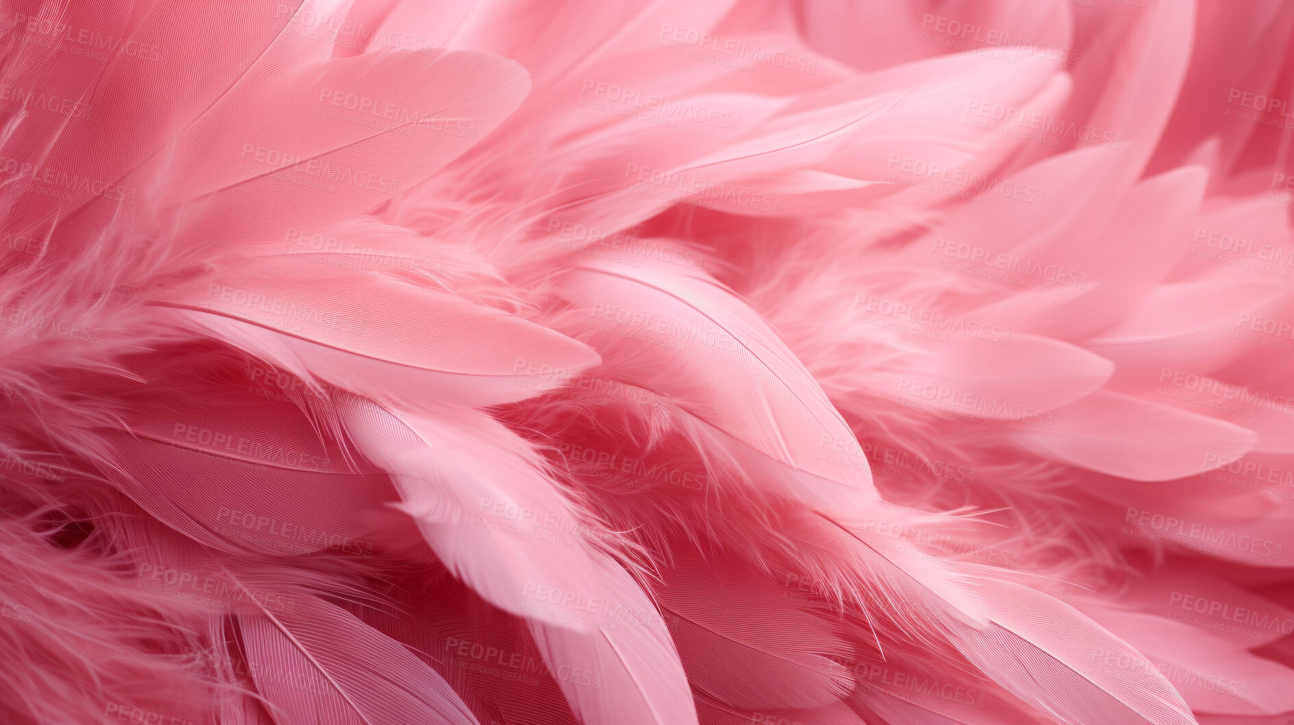 Buy stock photo Closeup pink feathers creative banner. Abstract art texture detail background