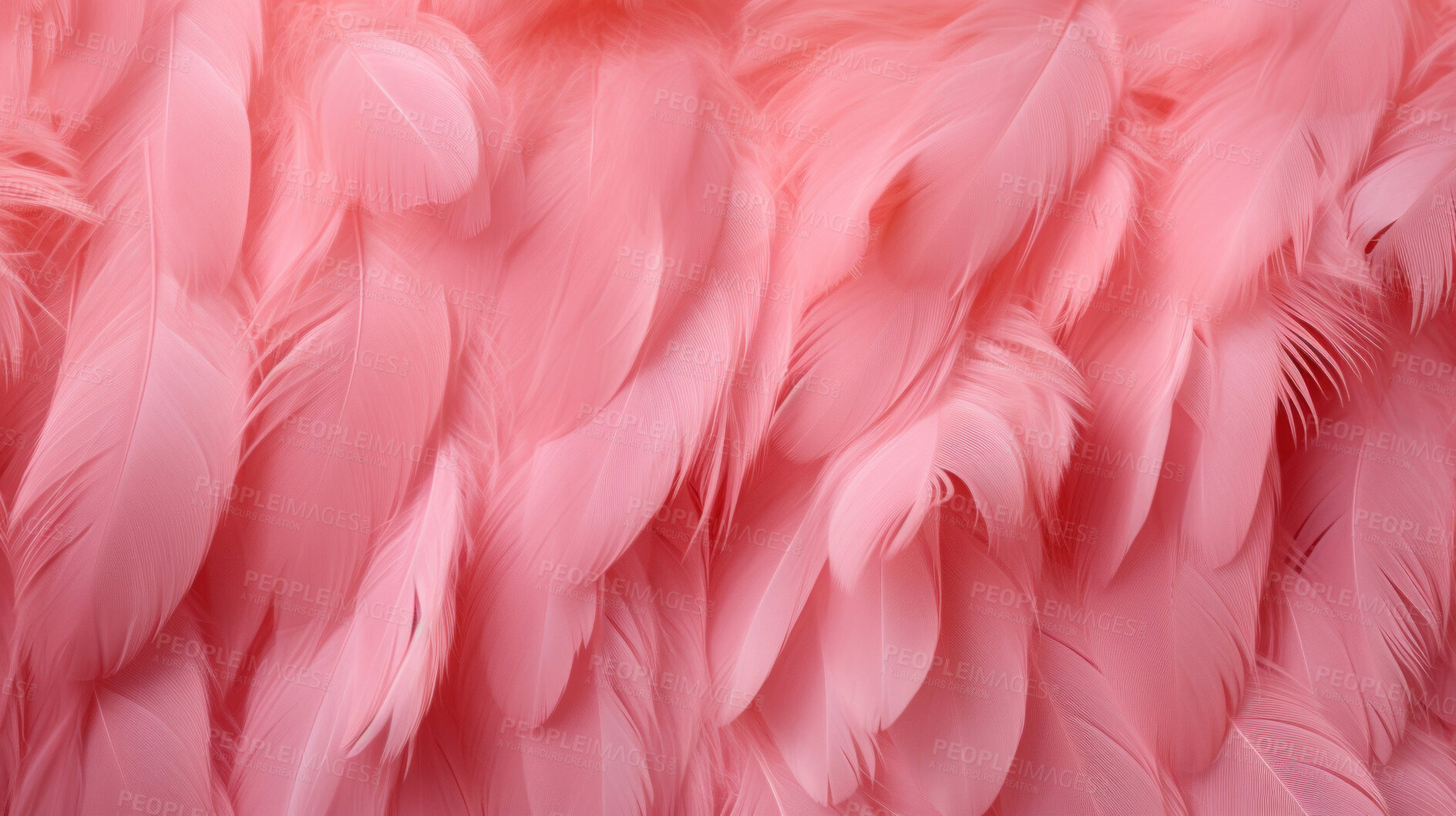 Buy stock photo Closeup pink feathers creative banner. Abstract art texture detail background