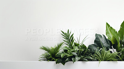 Buy stock photo White wall and plants with copyspace. Marketing advertising platform