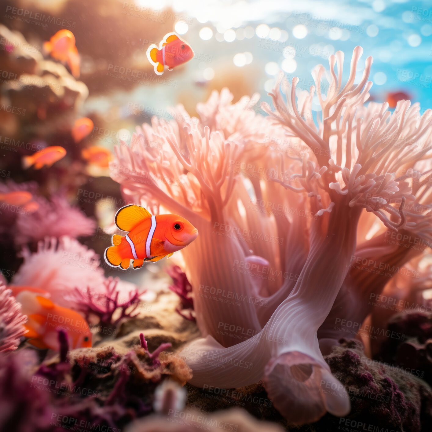 Buy stock photo Underwater scenery. Life underwater. Fish swimming. Tropical coral reefs.