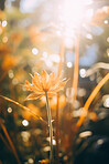 Close-up of a young plant against blurry background. Ecology Concept.