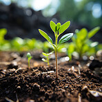 Close-up of a young plant against blurry background. Ecology Concept.