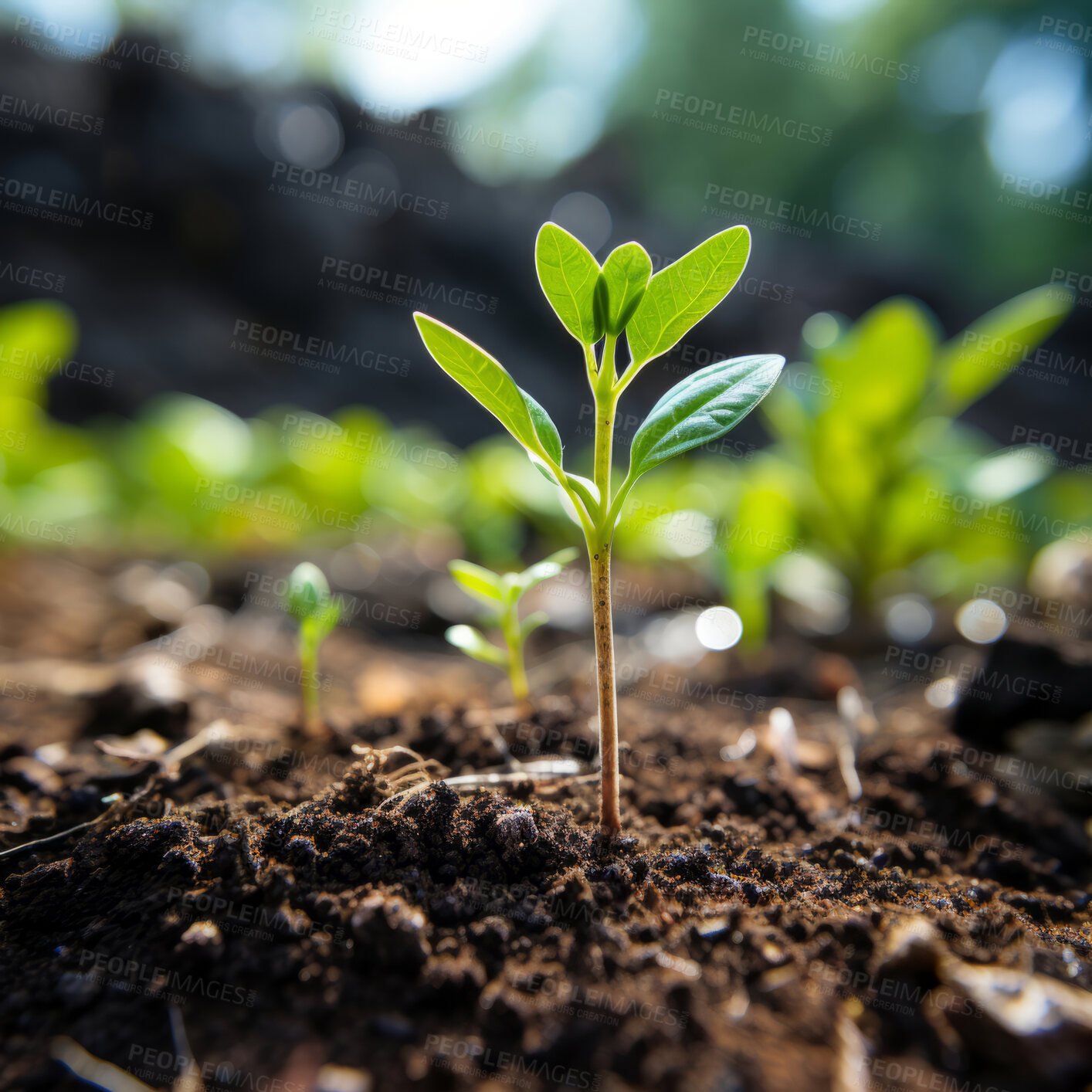 Buy stock photo Close-up of a young plant against blurry background. Ecology Concept.