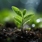 Close-up of a young plant against blurry background. Ecology Concept.