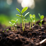 Close-up of a young plants against blurry background. Ecology Concept.