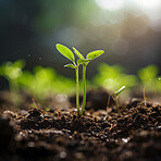 Close-up of a young plant against blurry background. Ecology Concept.