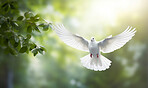 Peace illustrated by white dove. Green branch. Peace concept.