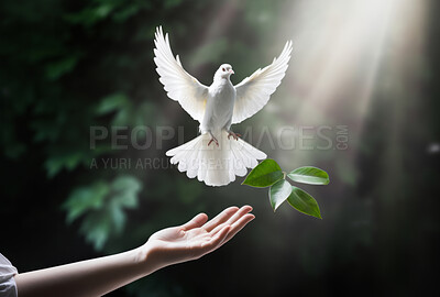 Buy stock photo Hand setting free white dove. Olive branch. Peace concept.