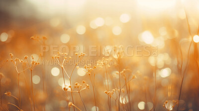 Summer wild flowers in a meadow at sunset. Abstract summer nature background
