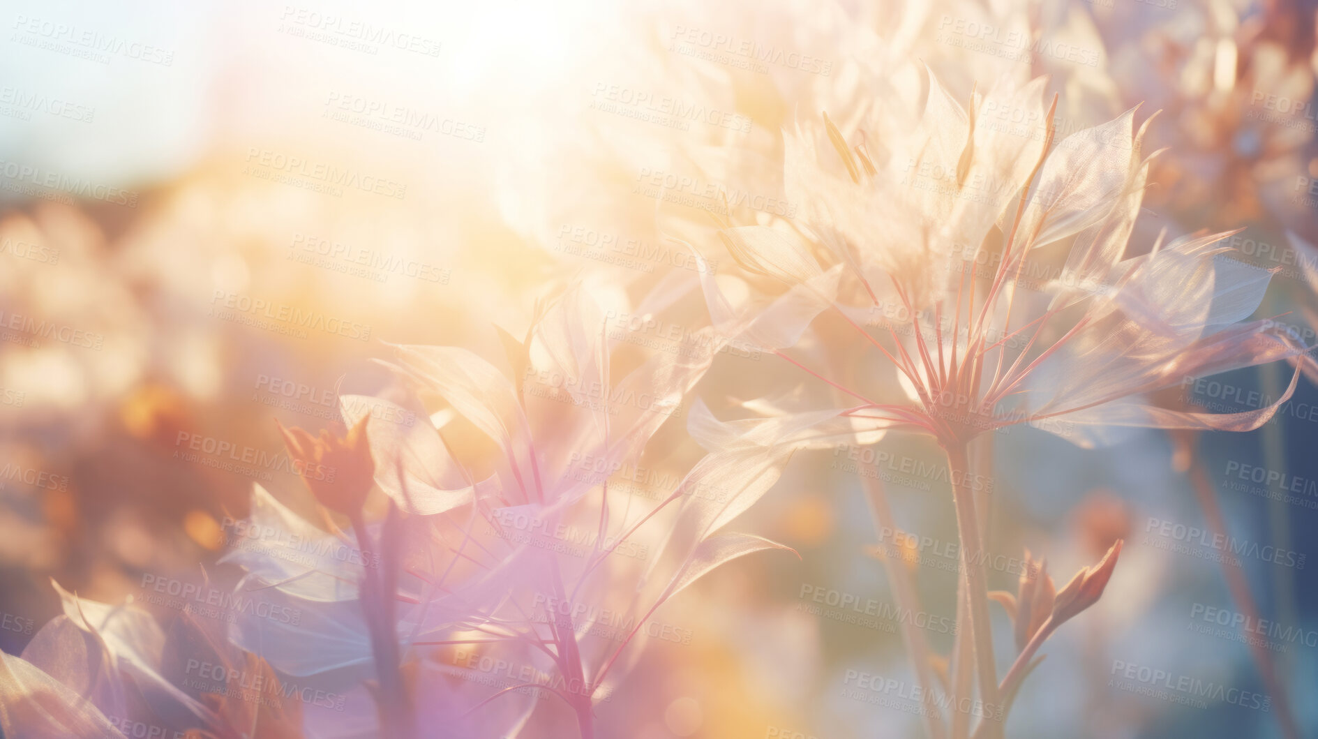 Buy stock photo Summer wild flowers in a meadow at sunset. Abstract summer nature background