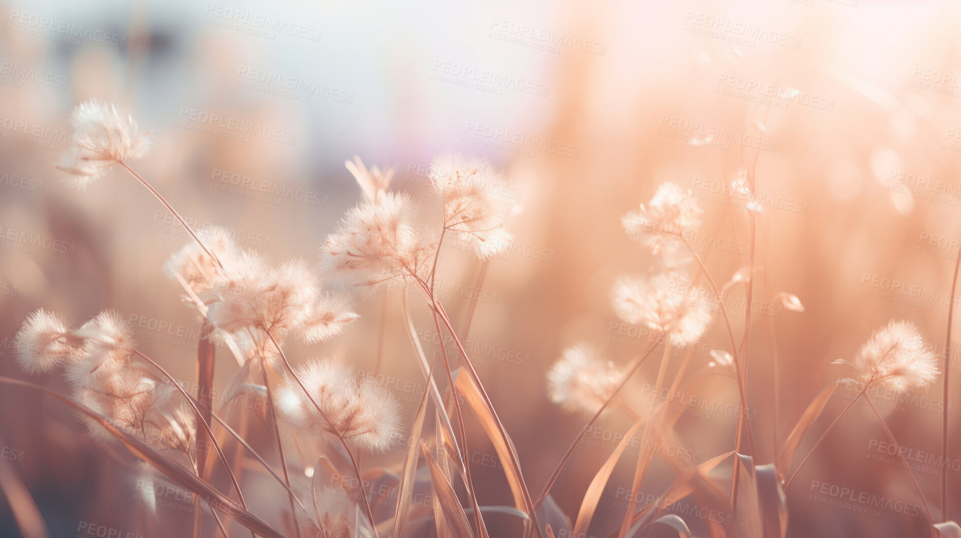 Buy stock photo Summer wild flowers in a meadow at sunset. Abstract summer nature background