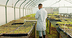 Botanist, man and greenhouse for agriculture, tablet and study plants or vegetables for science. Scientist, back or farmer at nursery on tech, research leaf and food experiment for ecology in garden