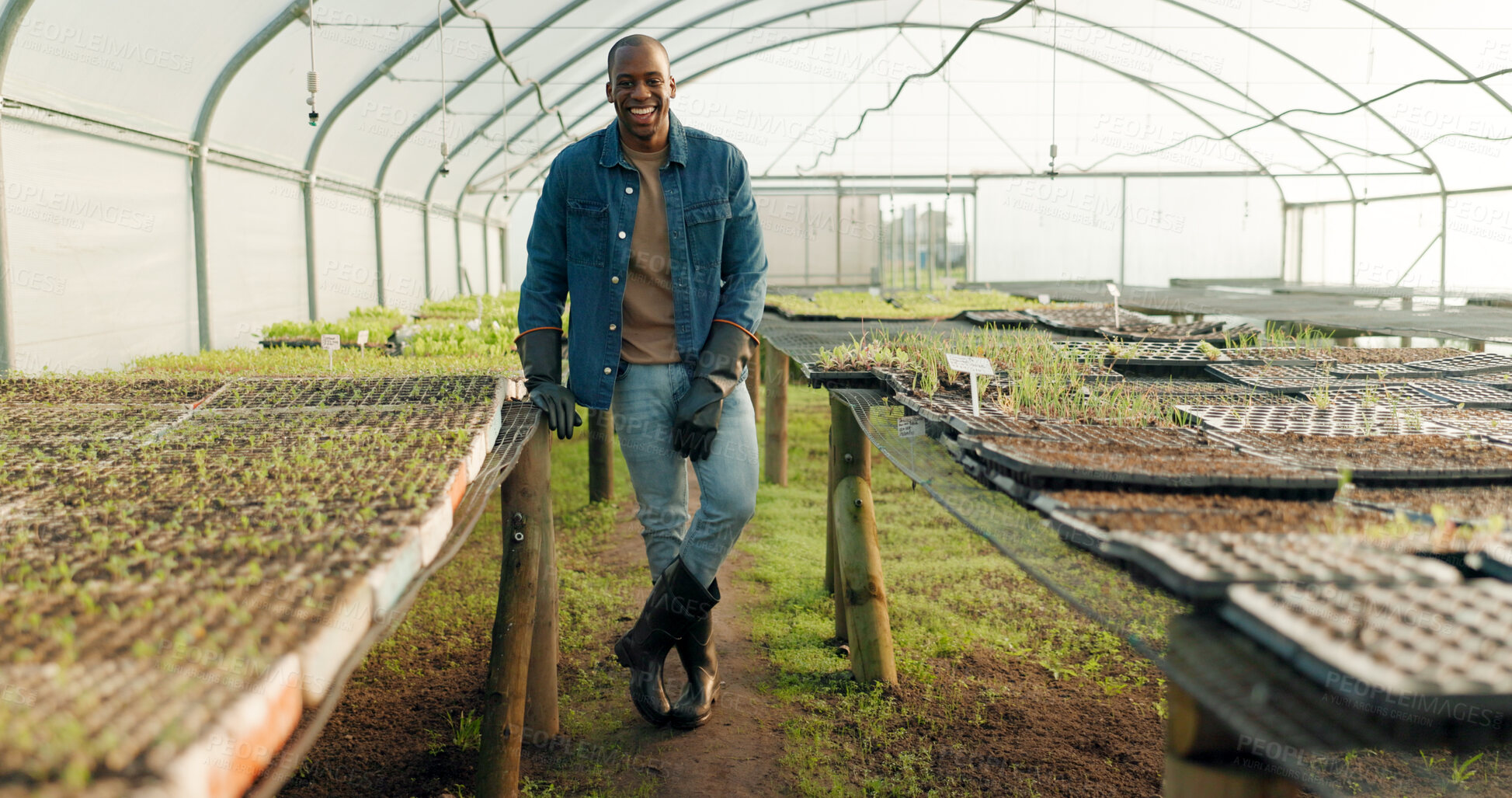 Buy stock photo Greenhouse, agriculture and portrait of farmer with plants, smile and quality assurance in food production. Sustainable business, agro farming with happy black man or vegetable supplier in garden.