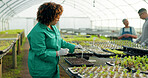 Woman, tray plants and gardening in greenhouse agriculture, eco friendly production and sustainability. Farmer people with label for green sprout, vegetables growth and farming or agro development