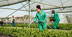 Greenhouse, agro farming and employees watering plants for growth, quality and food production. Sustainable business, agriculture and vegetables, woman with water on lettuce and farm development.