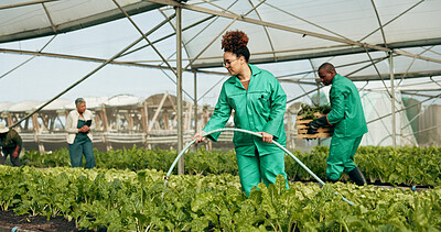 Buy stock photo Greenhouse, agro farming and employees watering plants for growth, quality and food production. Sustainable business, agriculture and vegetables, woman with water on lettuce and farm development.