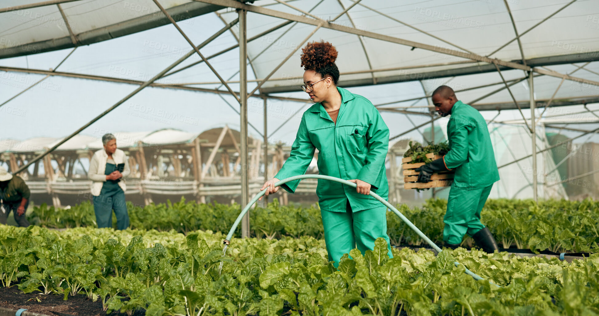 Buy stock photo Greenhouse, agro farming and employees watering plants for growth, quality and food production. Sustainable business, agriculture and vegetables, woman with water on lettuce and farm development.