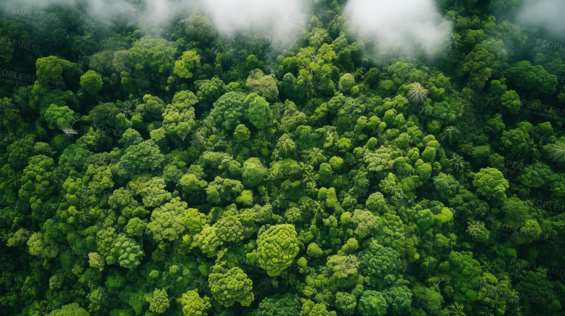 Buy stock photo Rainforest or jungle aerial view. Top view of a green forest with mist, for earth day concept