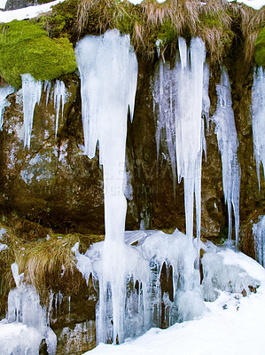 Icicles, rock face and moss on cliff outdoor in nature, waterfall and mountain ecology in winter. Frozen ice hanging on stone at landscape, crystal and natural snow covering environment in Europe