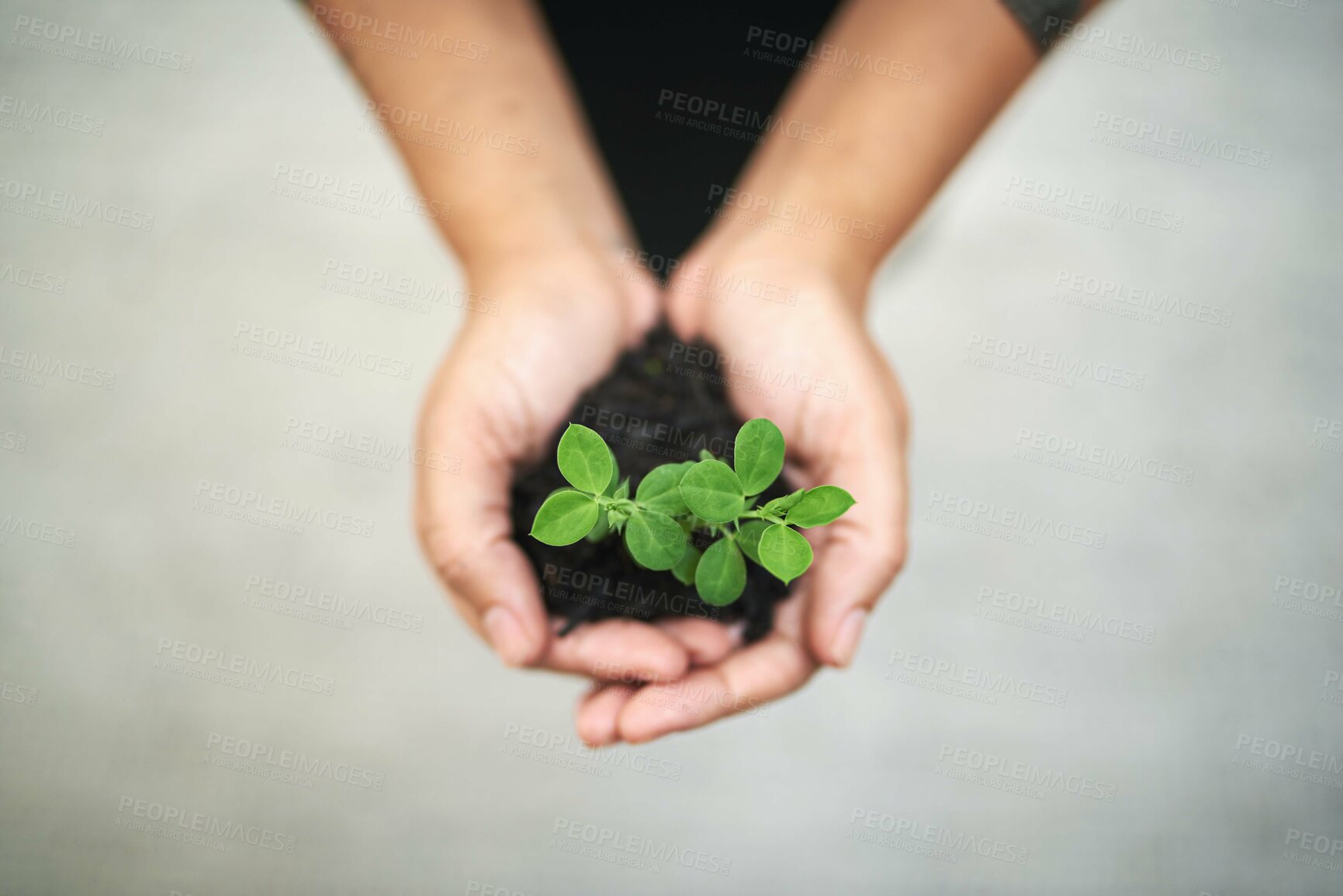 Buy stock photo Cropped shot of an unidentifiable businesswoman's hands holding a small seedling