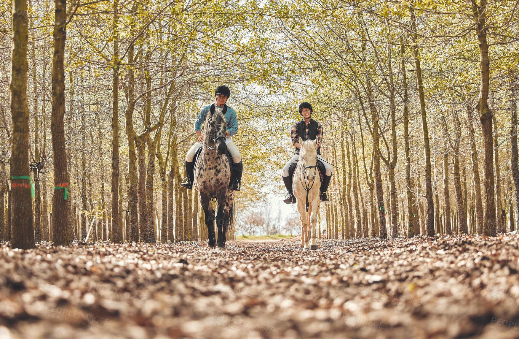 Buy stock photo Portrait, women and horses in a forest, nature and happiness with animal care, stallion and countryside. Adventure, pets and girls with joy, activity and relax with hobby, bonding together and woods