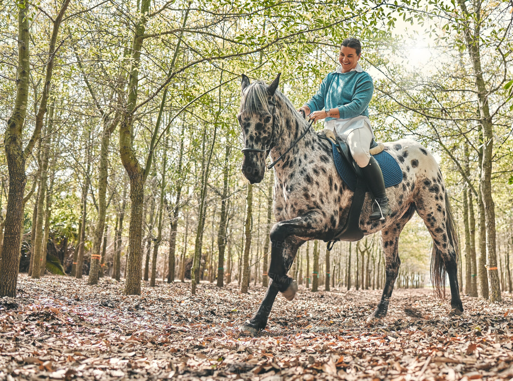 Buy stock photo Smile, nature and woman riding a horse in a forest training for a race, competition or event. Adventure, animal and young female person with stallion pet outdoor in the woods for equestrian practice.