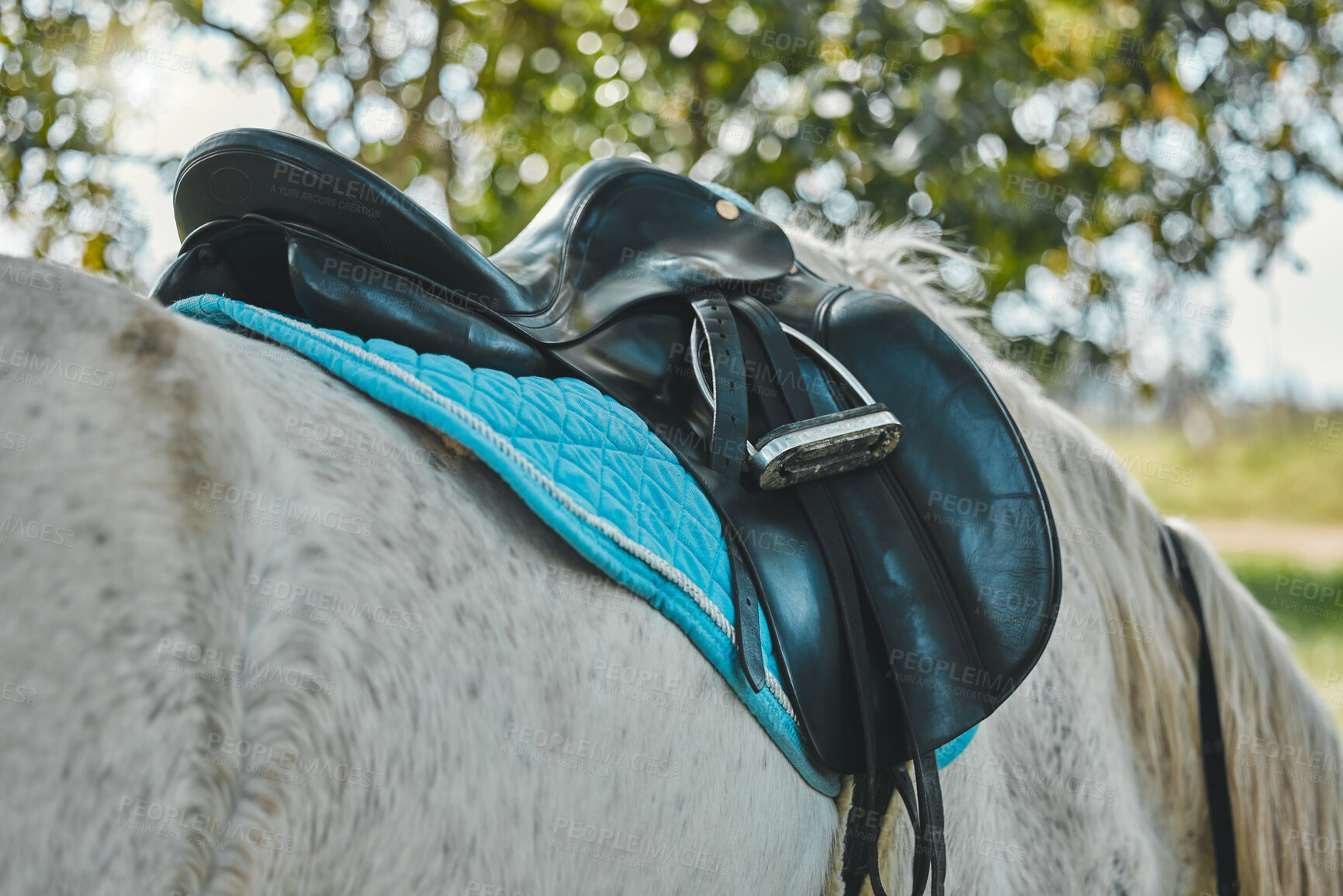 Buy stock photo Horse, leather saddle or stallion in nature in equestrian game park, walk or grazing in countryside. Animal, strength or colt stamina for welsh pony thoroughbred, rodeo ranch and long distance trail