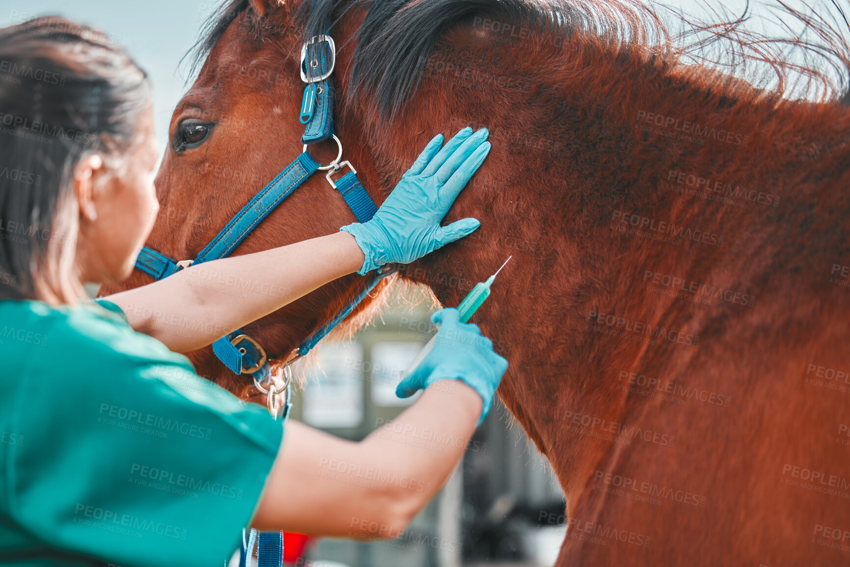 Buy stock photo Horse, woman veterinary and injection outdoor for health and wellness on in the countryside. Doctor, professional nurse or vet person with an animal for help, medicine and medical care at a ranch