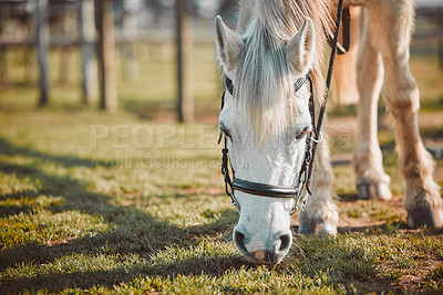 Horse head, grass eating and pet on a farm in sunshine on countryside grazing on green plants. Agriculture, hungry animal and horses on a field in a equestrian or farming environment in the sun