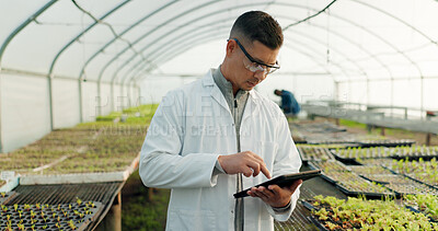 Buy stock photo Scientist, farming and tablet for greenhouse plants, agriculture inspection and quality assurance or check growth. Science expert, man or farmer with food security or vegetables data on digital tech