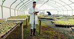 Scientist, tablet and greenhouse inspection of plants, agriculture safety and quality assurance for food health. Science, man or farmer with farming food, gardening or vegetables data on digital tech