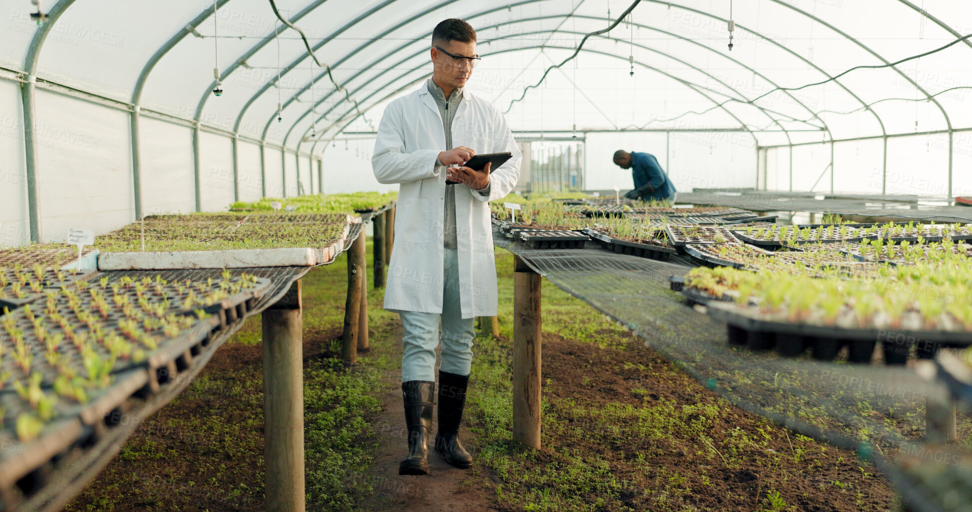 Buy stock photo Scientist, tablet and greenhouse inspection of plants, agriculture safety and quality assurance for food health. Science, man or farmer with farming food, gardening or vegetables data on digital tech