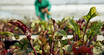 Plants, leaves and agriculture in greenhouse closeup for grow vegetable, healthy farming or organic environment. Garden, person and harvest or production for business, sustainability or industry food