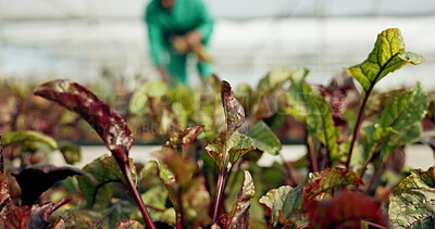 Buy stock photo Plants, leaves and agriculture in greenhouse closeup for grow vegetable, healthy farming or organic environment. Garden, person and harvest or production for business, sustainability or industry food