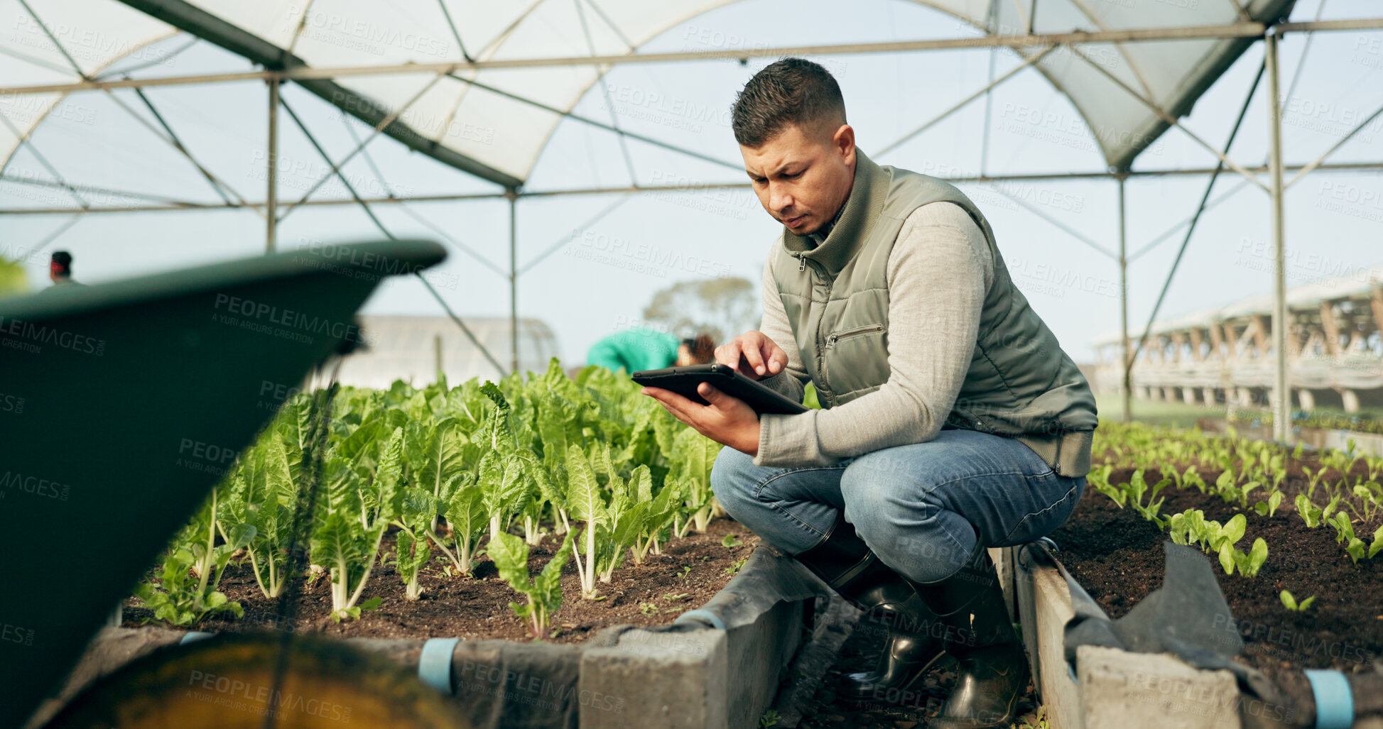 Buy stock photo Man, tablet and greenhouse plants, farming and gardening or agriculture inspection for growth data management. Manager, farmer or entrepreneur with green vegetables and typing on digital technology