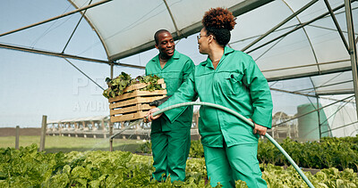 Buy stock photo Greenhouse, agriculture and employees watering plants for growth, quality and food production. Sustainable business, agro farming and vegetables, man and woman with water, lettuce and development.