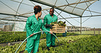 Greenhouse, vegetables and employees watering plants for growth, quality and food production. Sustainable business, agro farming and agriculture, man and woman with water, lettuce and development.